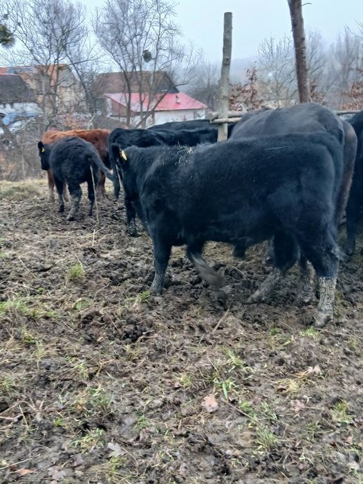 Vând vitei angus