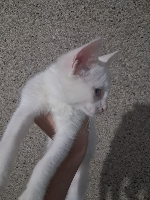 Отдам котёнка, 3 месяца, мальчик. К лотку приучен.
