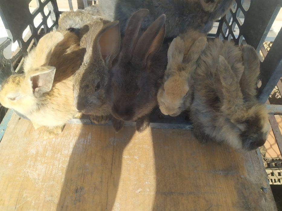 Продаются кролики