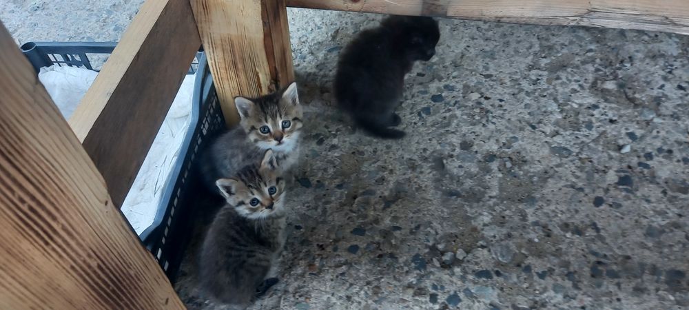 Отдам котят в хорошие руки