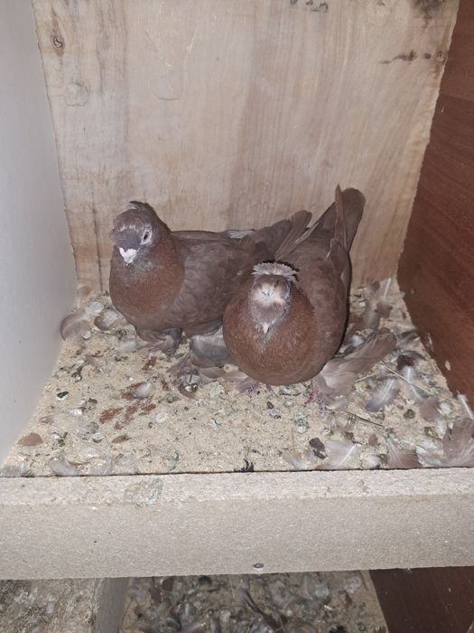 Голуби домашние узбекские