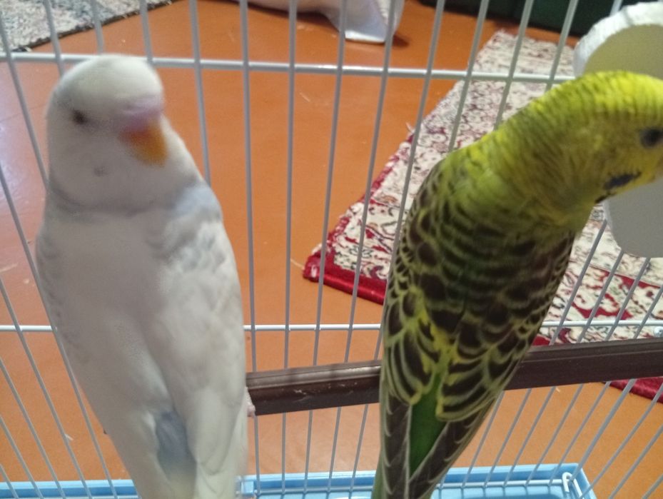 Продам попугаев срочно