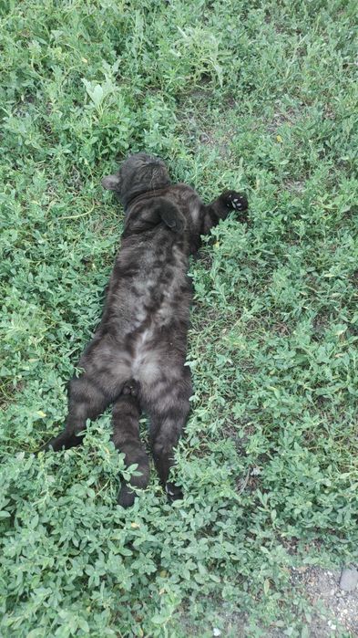 Вязка британец !!!