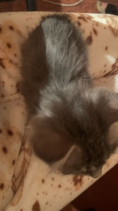 Срочно нужны хозяины
