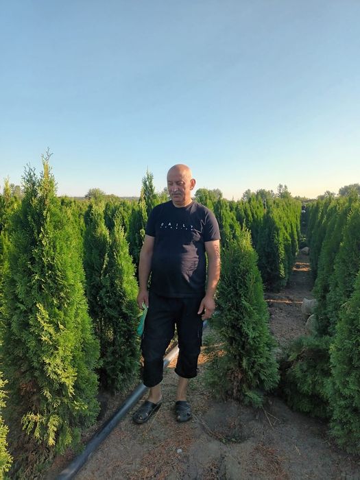 Tuia smaragd tuia leylandy poze reale