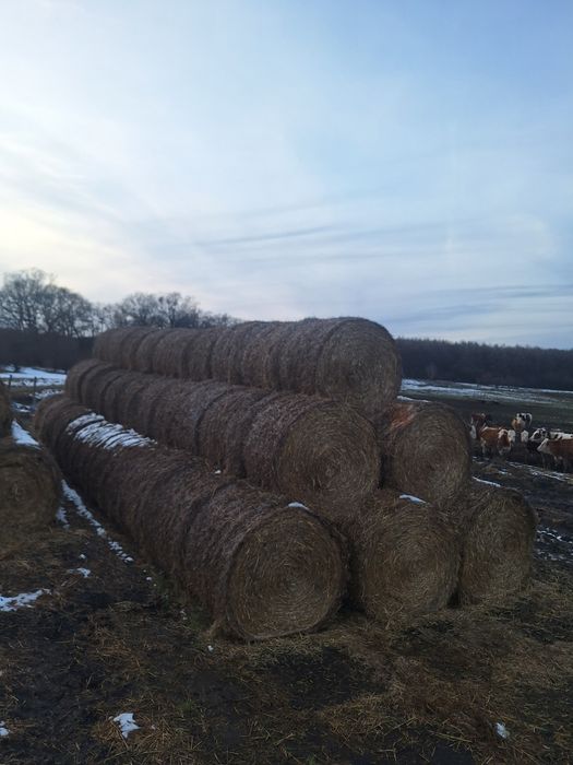 Vand porumb/baloti paie 2025 - 200 tone stoc umiditate 16.2-16.5