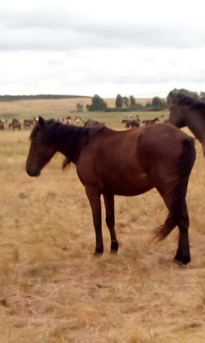 Семиз байталдар сатылады
