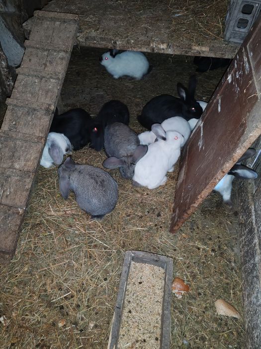 Iepurași de vanzare