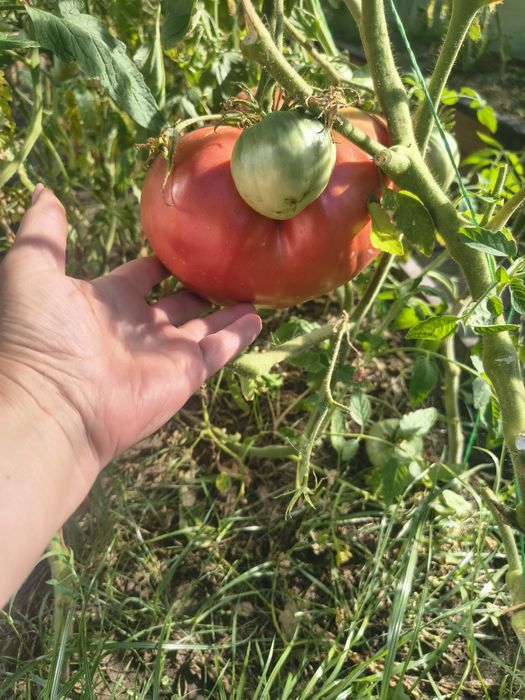 Продам Дачу с/т Ромашка.
