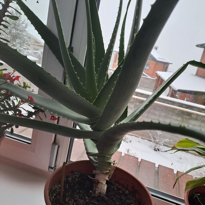 Замиокулькас, фикус,алоэ