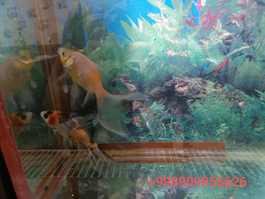 Баликлар сотилади нархини келишамиз