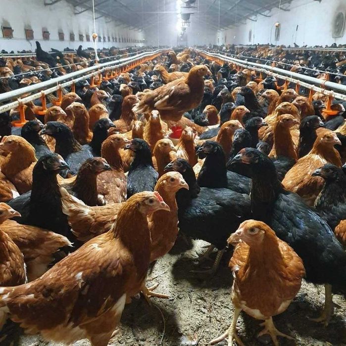 Pui de rasă mixtă și alb de carne si de ouă