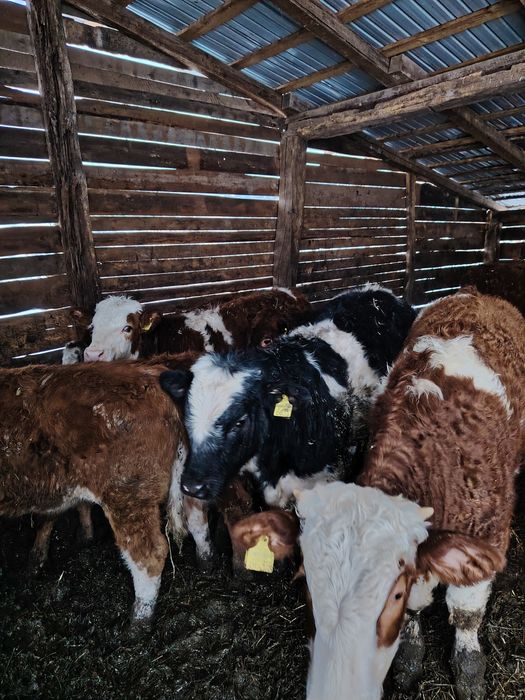 Vând viței bălțați și belgieni