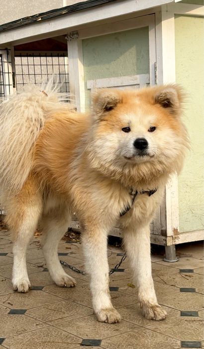 Продоется Акита Ину