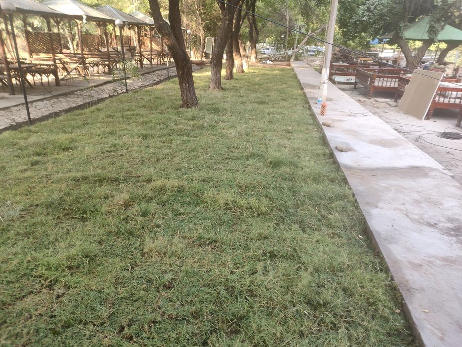 Tabiiy chim va ajriq