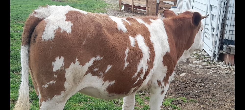 Balțată Românească 6500 are 374kg