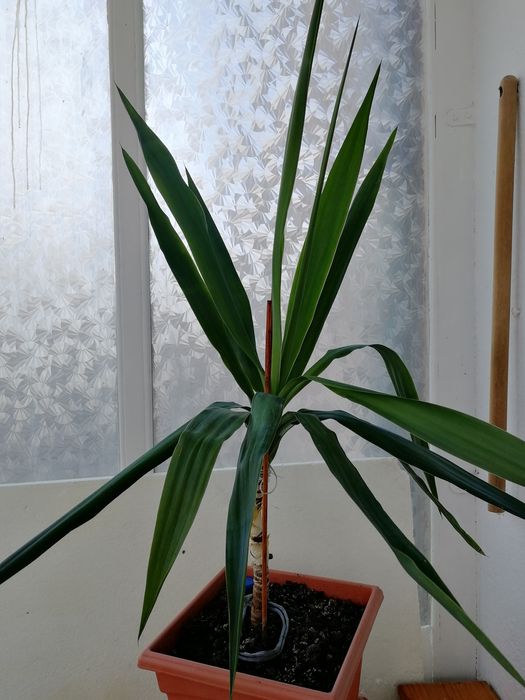 Plante ornamentale de grădină, verzi tot anul: lavandă, euonymus, yuca