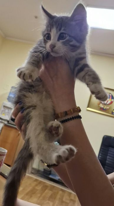 Отдам котенка в добрые руки