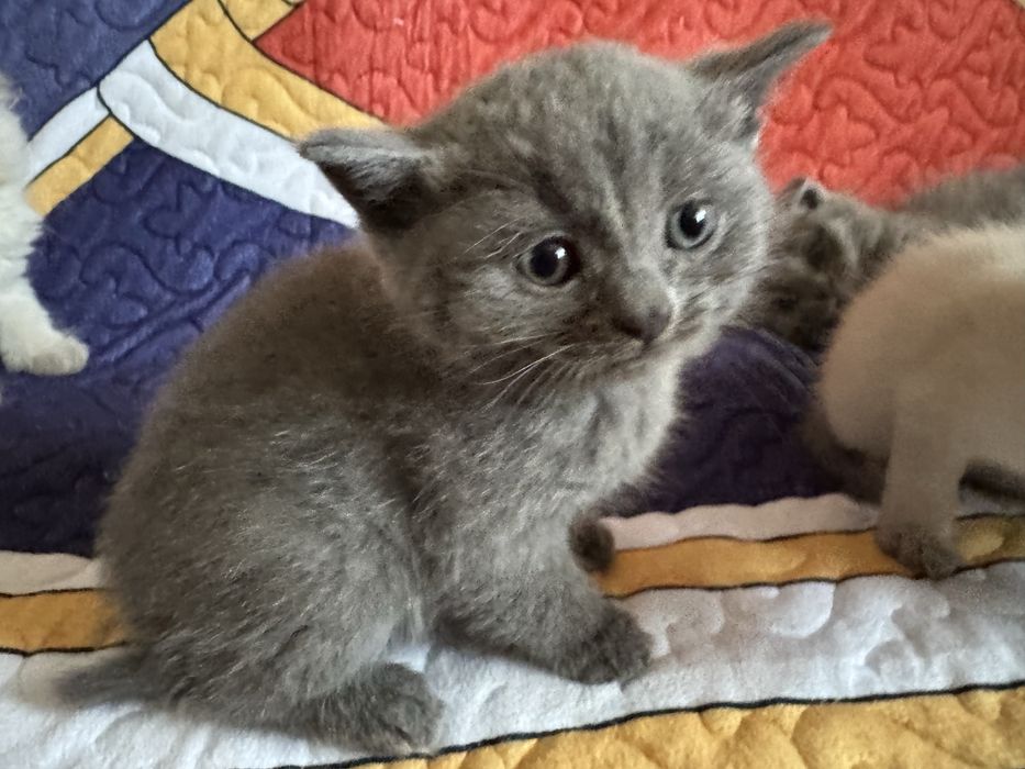 Котята в хорошие руки