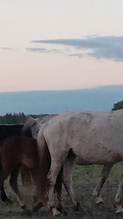 Продам лошадей цена договорная