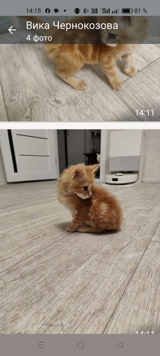 Отдам в добрые руки