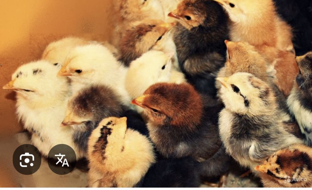 Продам разных цыплят несушки