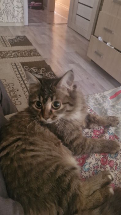 Котёнок  домашний