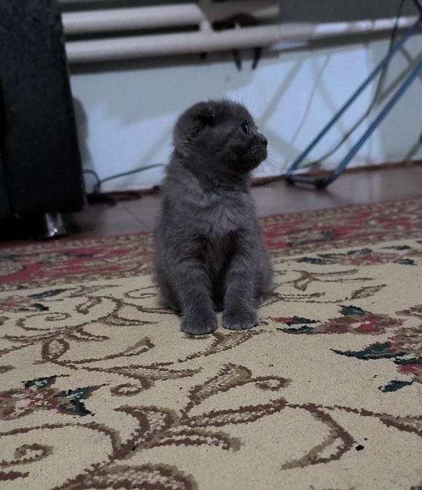 Котята чистой породы