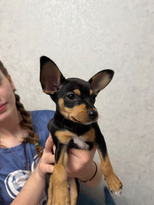 Девочка Той-терьер