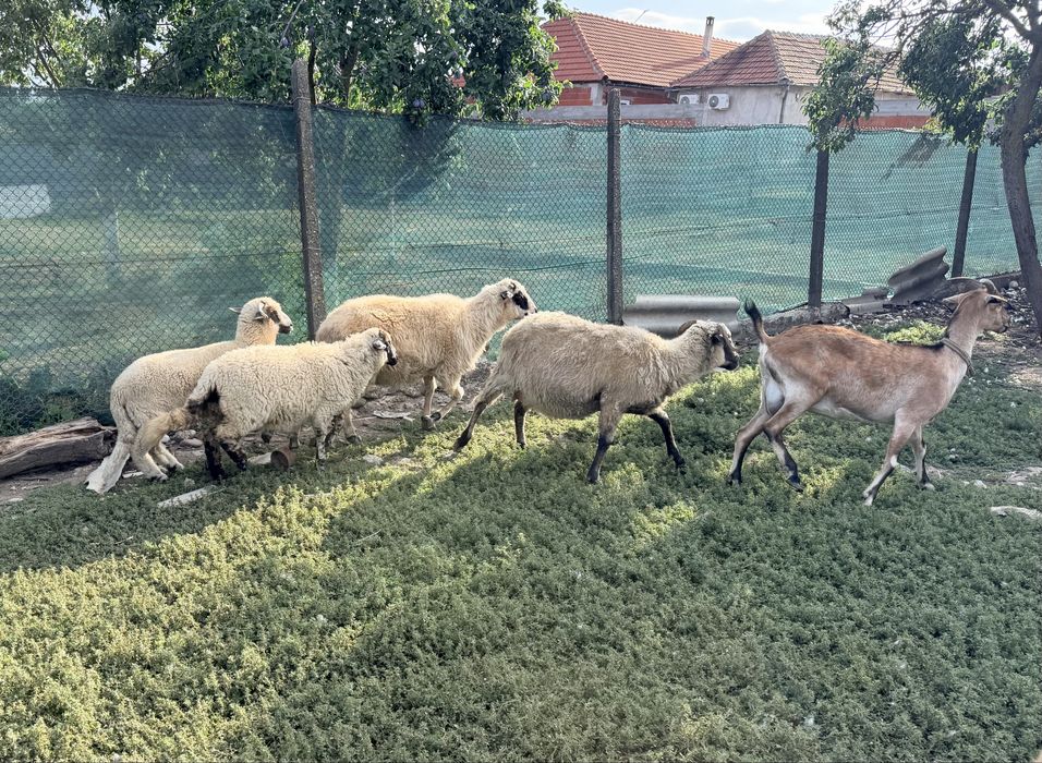Vand doua oi cu doi mei