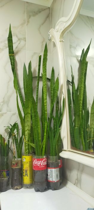 Продам цветок Щучий хвост