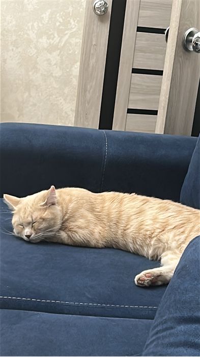 короткошерстный британец