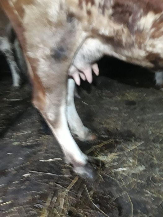 Vând vacă de 6 ani in comuna Sohodol jud. Alba