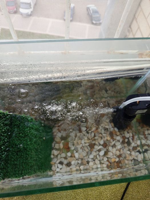 Краснаухая черепаха Срочно!!!