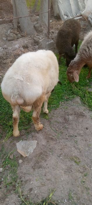 Кучкор сотилади 3 йошар