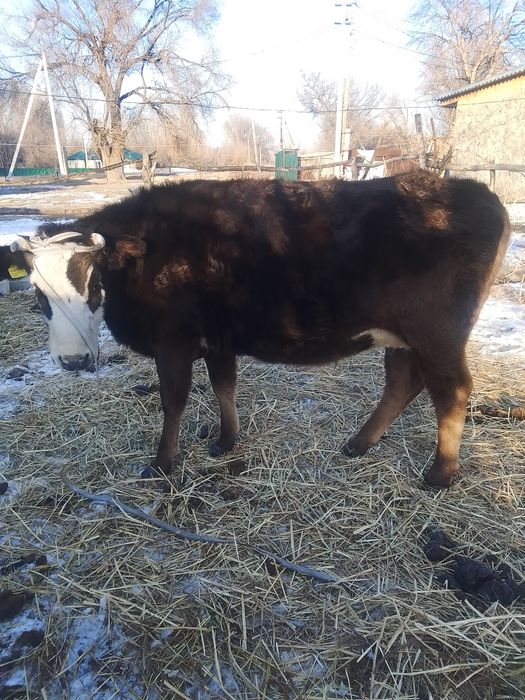 Сутти буаз сыйыр