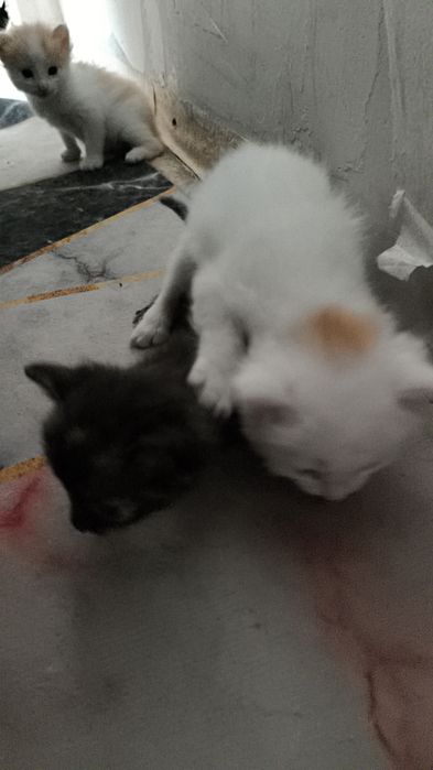 3 милых котенка беслпатно