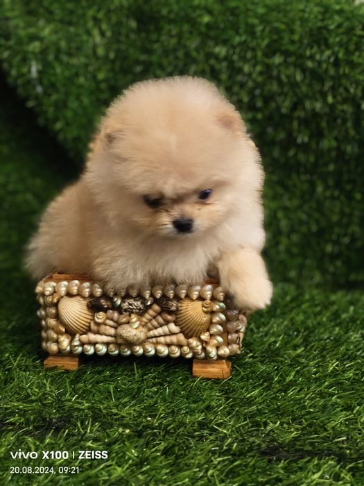 Продам щенков шпица.