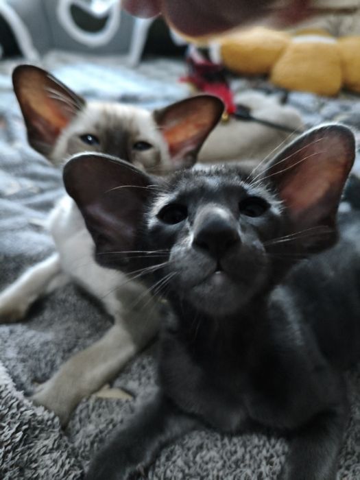 Ориентальные котята экстрим