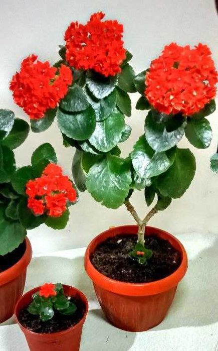 Продам. Каланхоэ.