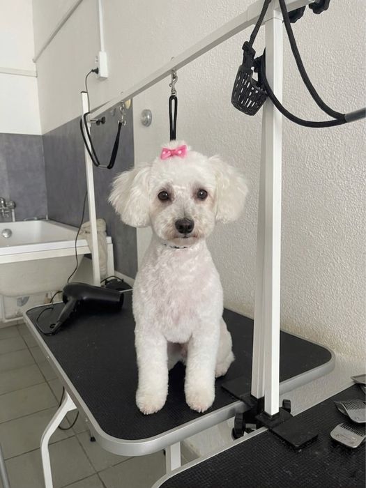 Frizerie canină Lumea lui Avy - Tuns și cosmetică profesională Craiova