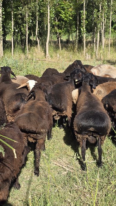 Куйлар курбонликка