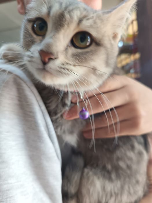 Mushuk garantya si bilan