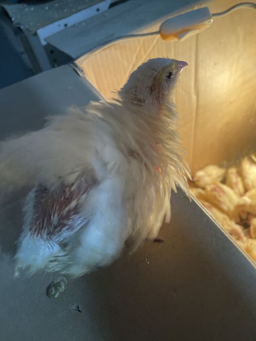 Бедана, Белый Гигант Перепелята