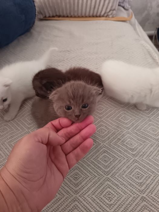 Котята только в добрые руки!
