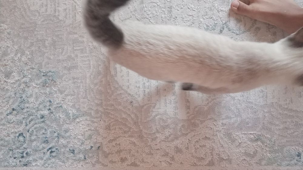 Сиямский котик продаеться
