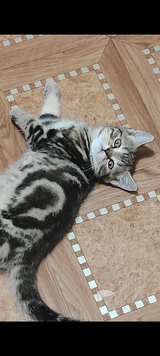 Шотландка котенок девочка
