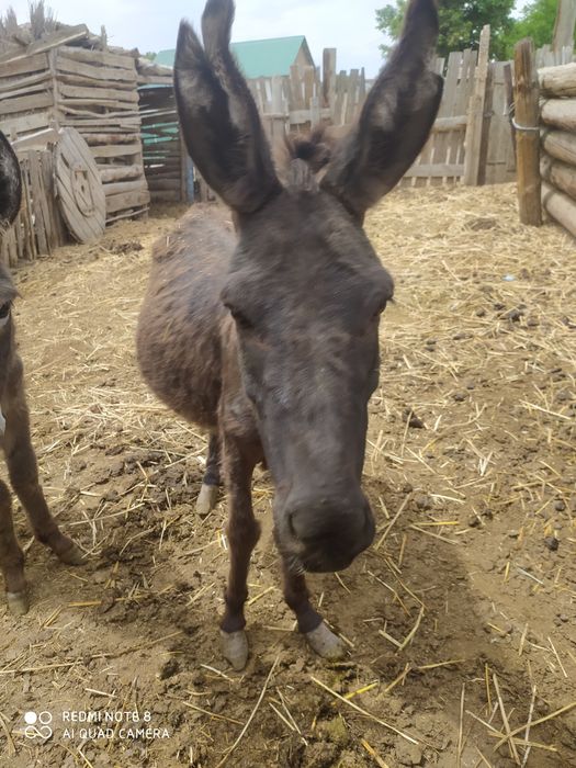 ешек сатылдаы асау емес ұрғашы