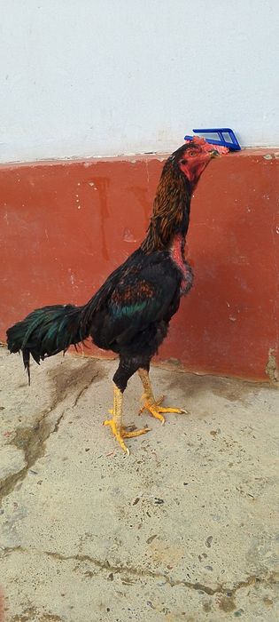 Хороз сотилади хамма жойи бутун соглом