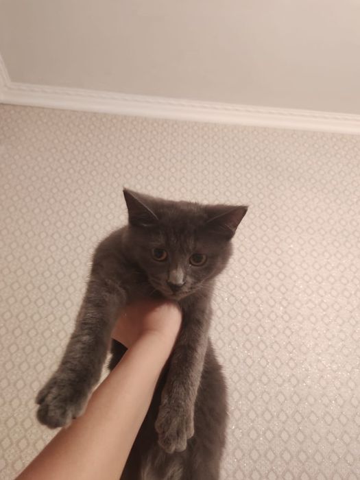 котёнок ищет дом